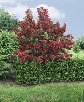 Weigela Bristol Ruby 100- 150 cm