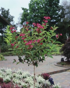 Weigela Bristol Ruby 40- 60 cm