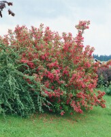 Weigela Bristol Ruby 40- 60 cm