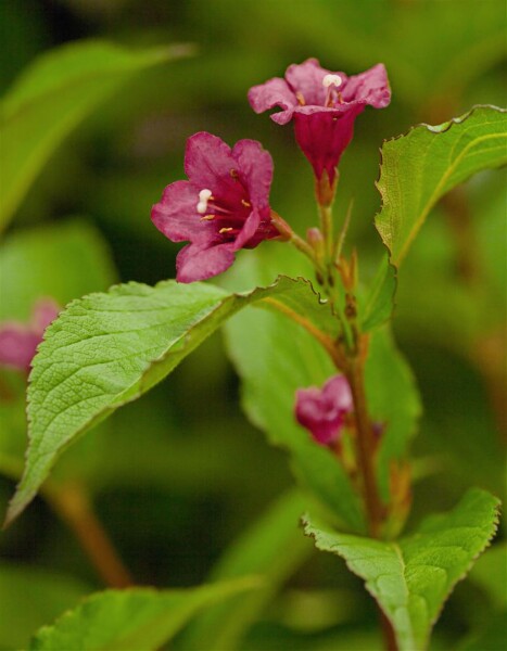 Weigela Bristol Ruby 60- 80 cm