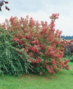 Weigela Bristol Ruby 60- 80 cm