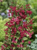 Weigela Bristol Ruby 60- 80 cm