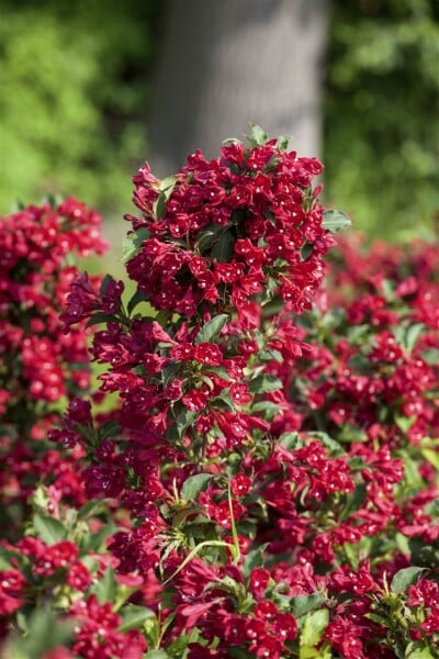 Weigela Eva Rathke 40- 60 cm