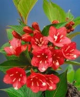 Weigela Eva Rathke 80- 100 cm