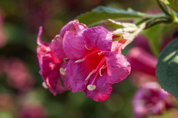 Weigela Newport Red 40- 60 cm