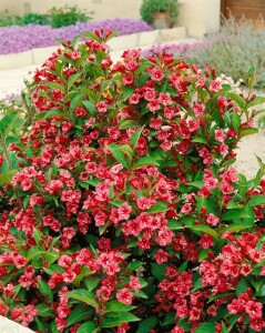 Weigela Newport Red 40- 60 cm