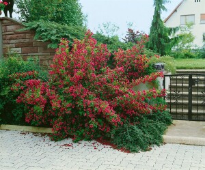 Weigela Newport Red 40- 60 cm