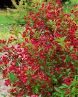 Weigela Newport Red 40- 60 cm