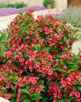 Weigela Newport Red 40- 60 cm