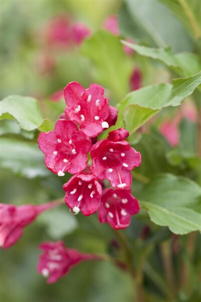 Weigela Red Prince 40- 60 cm