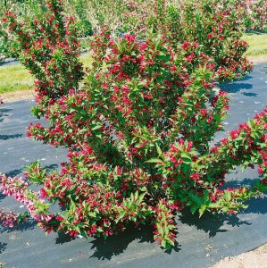 Weigela Red Prince 40- 60 cm