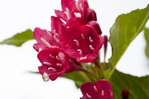 Weigela Red Prince 40- 60 cm