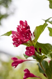 Weigela Red Prince 40- 60 cm