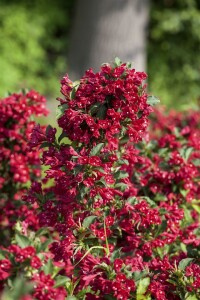 Weigela Red Prince 40- 60 cm