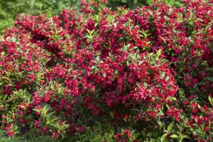 Weigela Red Prince 40- 60 cm