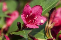 Weigela Red Prince 40- 60 cm