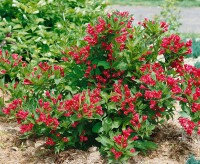 Weigela Red Prince 40- 60 cm