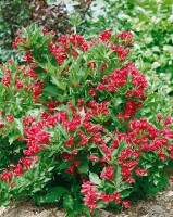 Weigela Red Prince 40- 60 cm