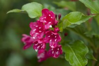 Weigela Red Prince 40- 60 cm