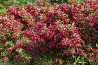 Weigela Red Prince 40- 60 cm