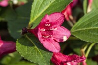 Weigela Red Prince 40- 60 cm