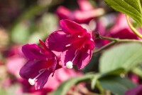 Weigela Red Prince 40- 60 cm