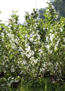 Weigela Snowflake 60- 80 cm