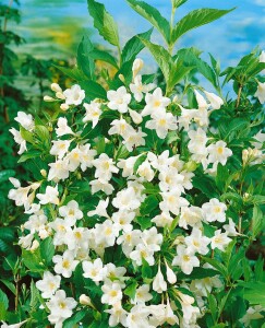 Weigela Snowflake 60- 80 cm