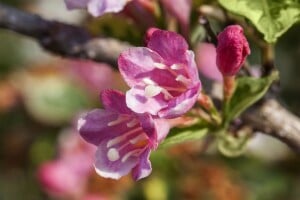 Weigela Styriaca 100- 125 cm