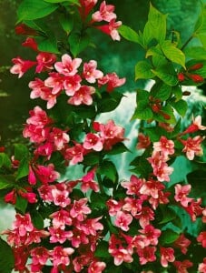 Weigela Styriaca 100- 125 cm