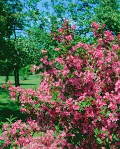 Weigela Styriaca 100- 125 cm