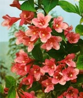 Weigela Styriaca 100- 125 cm