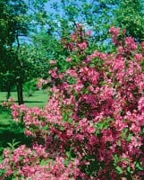 Weigela Styriaca 100- 125 cm