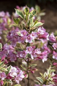 Weigela florida Magical Rainbow  -R- 20- 30 cm