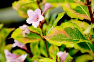 Weigela florida Magical Rainbow  -R- 20- 30 cm