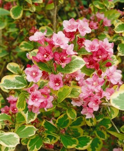 Weigela florida Magical Rainbow  -R- 20- 30 cm