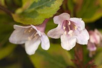 Weigela florida Magical Rainbow  -R- 20- 30 cm