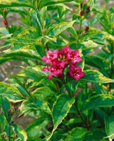 Weigela florida Magical Rainbow  -R- 20- 30 cm