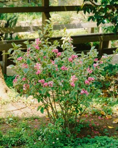 Weigela florida Nana Variegata 40- 60 cm