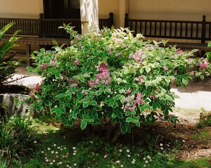 Weigela florida Nana Variegata 40- 60 cm