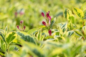 Weigela florida Nana Variegata 40- 60 cm