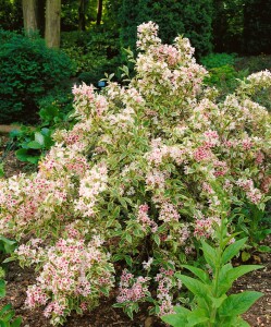 Weigela florida Nana Variegata 40- 60 cm