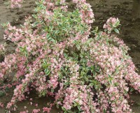 Weigela florida Nana Variegata 40- 60 cm