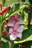 Weigela florida Nana Variegata 40- 60 cm