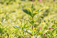 Weigela florida Nana Variegata 40- 60 cm