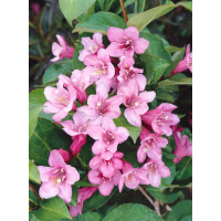 Weigela florida Pink Poppet 30- 40 cm