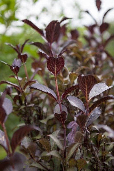 Weigela florida Purpurea 40- 60 cm