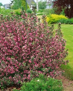 Weigela florida Purpurea 40- 60 cm