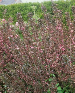 Weigela florida Purpurea 40- 60 cm