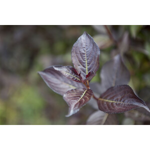 Weigela florida Purpurea 40- 60 cm